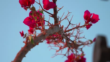Zweig-Der-Bougainvillea-Blume-Mit-Einem-Hellblauen-Himmel-Im-Hintergrund