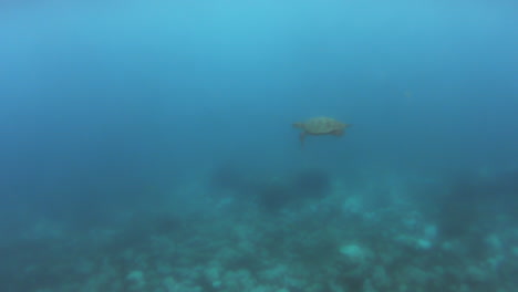Unterwassertaucher-In-Zeitlupe,-POV,-Der-Einer-Grünen-Schildkröte-Im-Pazifik-Folgt