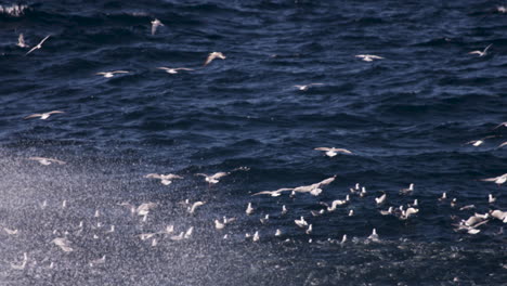 Birds-looking-for-a-place-to-land-on-the-water-surface-as-a-school-of-pelagic-fish-round-up-a-feed-from-below