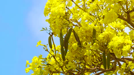 Eine-Atemberaubende-Landschaft-Aus-Kibrahacha-Baumblüten-Mit-Klarem-Blauen-Himmel-Im-Hintergrund-In-Curaçao-–-Stabile-Aufnahme