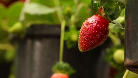 Erdbeerpflanze-Im-Garten