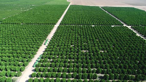Imágenes-Aéreas-De-Grandes-Plantaciones-De-árboles-Frutales-Y-Campos-Agrícolas