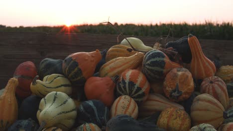 Pile-pumpkins-in-front-of-a-corn-field