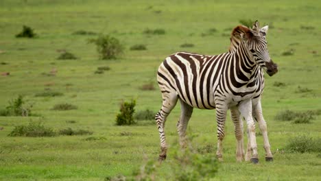 Plains-zebras-fighting-in-nature.-Handheld,-tracking-shot