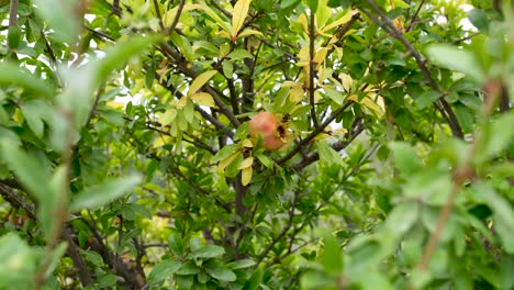 Einzelne-Granatapfelfrucht-Hängt-Im-Baum-In-Spanien