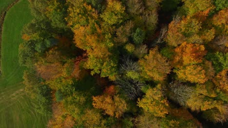 Drohnenflug-über-Schönen-Herbstfarbenen-Wald-Mit-Rotierender-Kamera