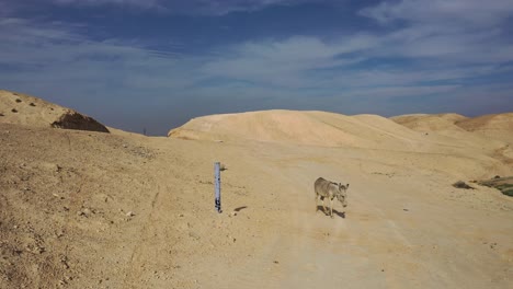 Single-donkey-walk-in-the-desert-out-of-the-frame,-static-shot,-Israel