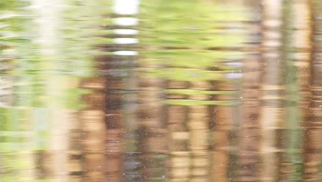 Abstract-blurred-reflection-of-forest-in-rippled-water