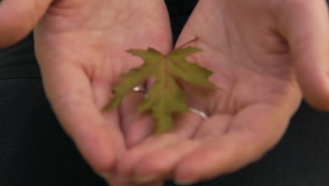 Autumn-maple-leaf-lies-on-a-girl’s-hand-in-focus-zoom