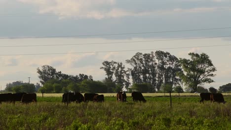 Cattle-grazing-late-in-the-afternoon,with-a-grove-in-the-background