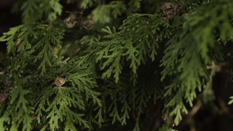 Evergreen-tree-branches-detailed-close-up