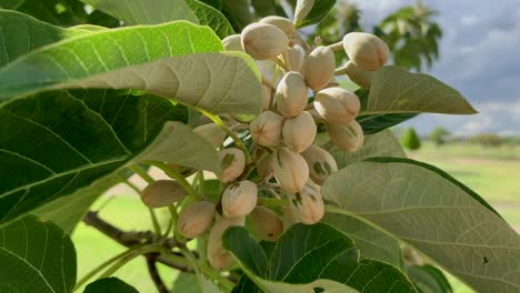 A-close-up-of-pistachios-hanging-from-its-tree-branch