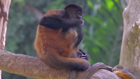 close-up-shot-of-a-cute,cuddly,lovely,-adorable-Spider-monkey-resting-and-scratching-itself-on-a-tree-branch