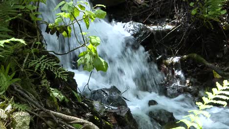 Halbnahe-Aufnahme,-Wasser-Fließt-In-Einem-Wasserfall,-Eine-Pflanze-Steht-Im-Vordergrund,-Wasser-Im-Hintergrund
