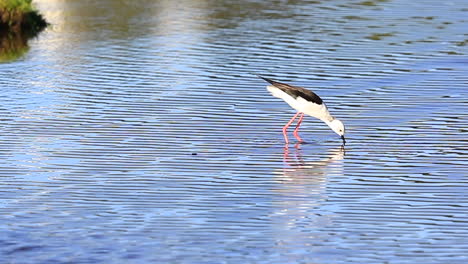 Black-winged-stilt-wader-feeding-in-Knysna-wetland
