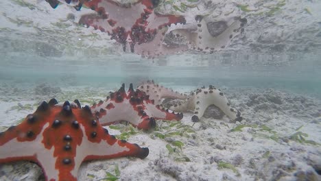 60-fps-video-of-colourful-starfish-sitting-on-the-ocean-floor-creating-a-reflection-on-the-water