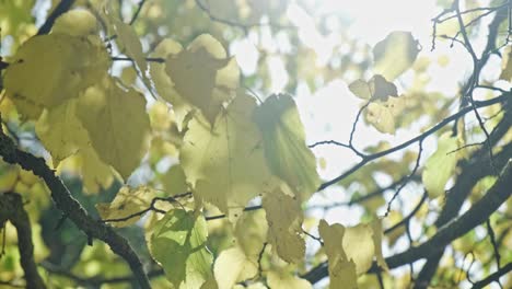 Nahaufnahme-Von-Grünen-Und-Gelben-Blättern,-Die-Sich-An-Einem-Sonnigen-Morgen-Im-Wind-Bewegen