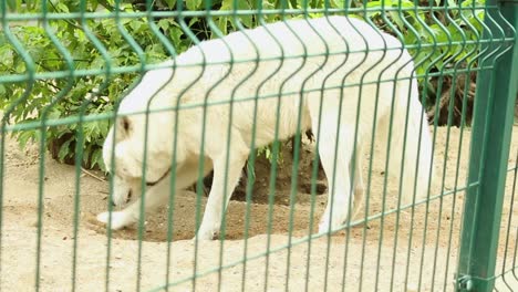 White-wolf-digging-ground-in-the-cage