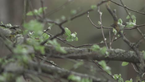 SLOW-MOTION:-Light-rain-falling-on-apple-tree-branches-with-freshly-sprung-leaves-in-spring