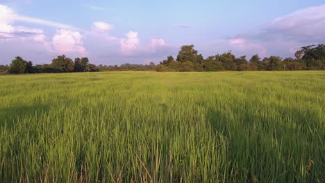 Time-Lapse-of-a-Rice-Field-with-Blue-and-Cloudy-Sky