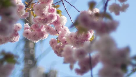 Landscape-view-of-the-sakura-flower-park-with-small-canal-in-spring-full-bloom-of-sakura-flower-season-in-daytime,-Fukushima-area--Hanami-Flower-Viewing-season-4K-UHD-video-movie
