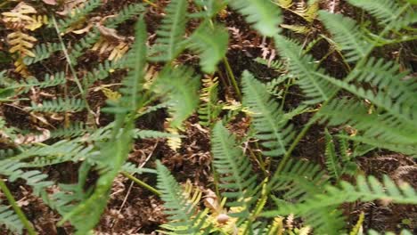 Different-types-of-fern-leaves-in-color-and-shapes-in-the-forest