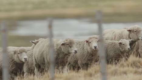 Merino-Sheep-herd-in-Argentina