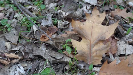 A-beautiful-dead-leaf-alone-is-moving-under-the-effect-of-the-wind