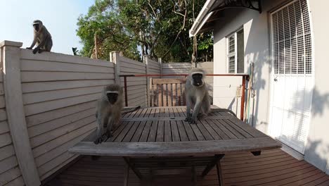 Hungrige-Wilde-Graue-Vervet-Affen,-Die-Auf-Einem-Außentisch-In-Einem-Wohngebiet-In-Südafrika-Essen-Essen
