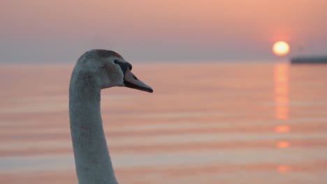 Ein-Schwan,-Der-Den-Sonnenaufgang-Und-Das-Ruhige-Wasser-Der-Ostsee-Betrachtet