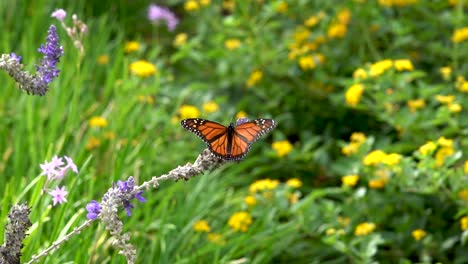 Ein-Monarchfalter-öffnet-Seine-Flügel,-Um-Seine-Wunderschöne-Farbe-Zu-Enthüllen,-Und-Fliegt-Dann-Zu-Einer-Neuen-Blüte