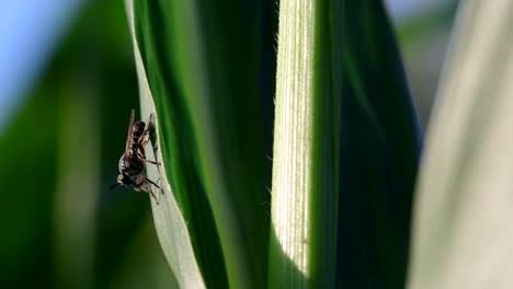 A-robber-fly-feeding-from-a-prey-perched-on-a-corn-leaf-moved-by-the-wind