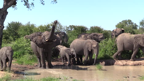 Elephants-gathering-at-a-small-waterhole-in-Timbavati-Game-Reserve,-South-Africa