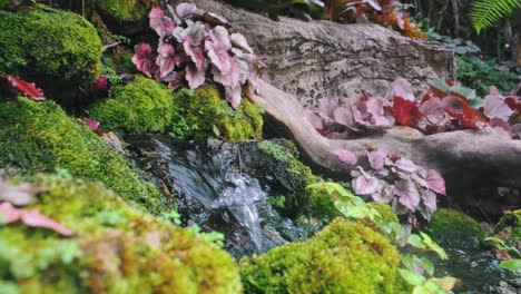 Stream-of-Water-Moving-Rapidly-Over-Rocks-Through-Moss-and-Lichen