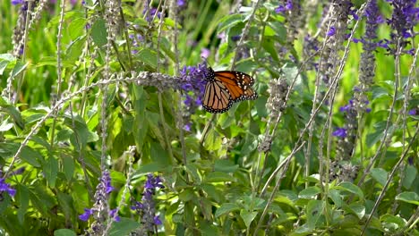 Shot-in-profile,-a-single-monarch-butterfly-flaps-its-wings