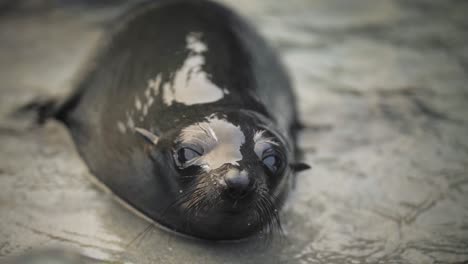 Close-up-of-a-baby-fur-seal's-face,-looking-in-the-camera-with-its-big-eyes