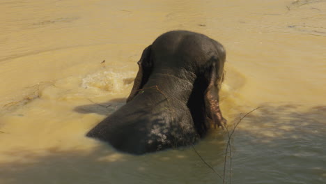 A-young,-Asian-elephant-cools-off-in-a-muddy-river-on-a-hot,-sunny-day