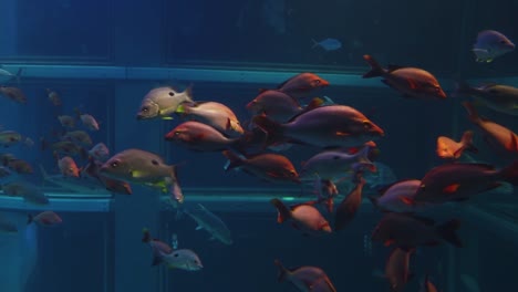 Large-ocean-fish-swim-in-sea-tank-of-Kaiyukan-Aquarium,-Osaka,-Japan