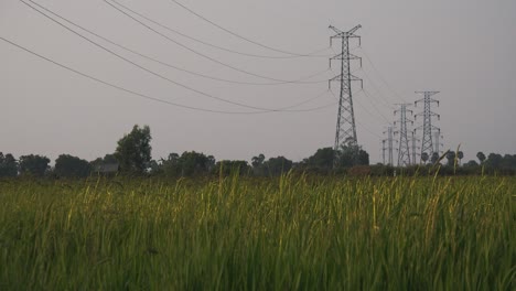 Statische-Außenaufnahme-Eines-Reisfeldes-Mit-Strommasten-Im-Hintergrund