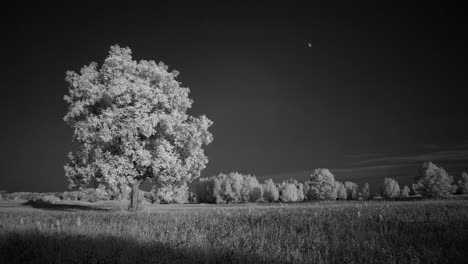 Infrared-time-lapse-of-a-tree-in-a-field-with-clouds-and-the-moon-rising