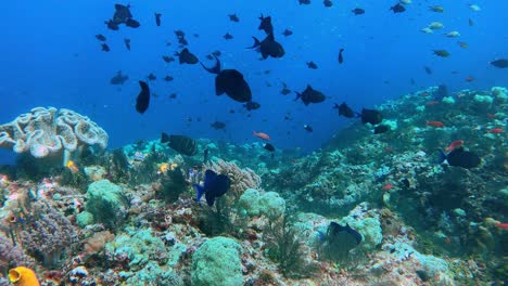 Cámara-Deslizándose-Sobre-Un-Arrecife-De-Coral-Profundo-Con-Muchos-Peces-En-Indonesia