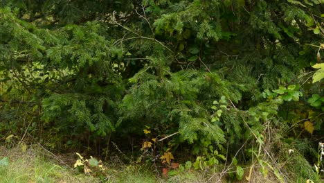 Tiny-migrating-kinglet-bird-hiding-in-thick-bushy-healthy-pine-tree's-foot