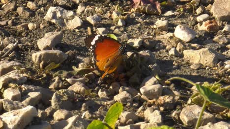 Butterfly-plain-tiger-feeding-on-rocky-ground