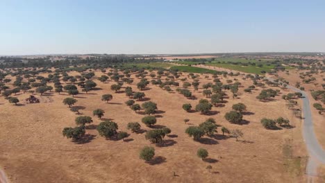 Aerial-birds-eye-shot-of-lonely-trees-during-heat-and-blue-sky-in-Beja,Portugal