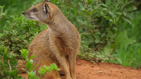 Mongoose-sitting-flat-on-dirt-ground-grooms-itself-and-looks-around-for-danger-vigilantly