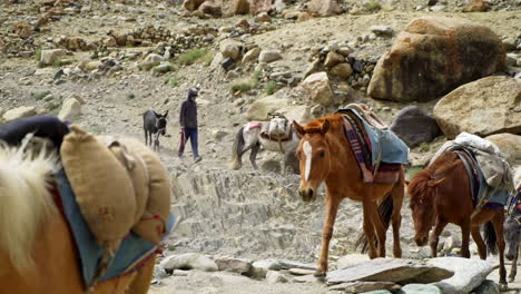 A-man-leading-a-sherpa-caravan,-loaded-horses-to-bring-supply-in-the-mountains