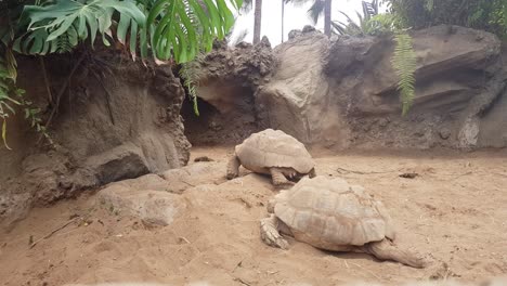 Giant-Tortoise-Moving-on-Land-in-Reptile-Exhibit-at-the-Zoo,-Static-Shot