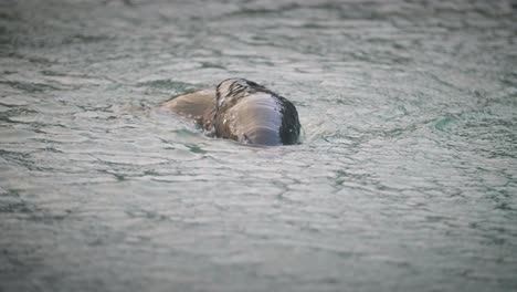 Two-playful-baby-fur-seals-swimming-around,-sticking-their-heads-above-the-water