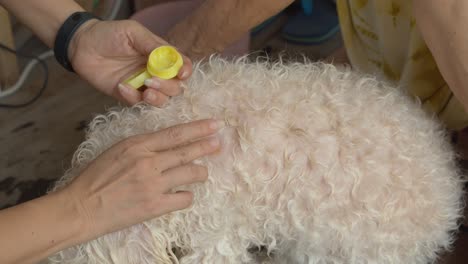 Owner-carefully-putting-medication-on-a-sore-in-the-pet-dog's-fur-coat-to-fight-off-infection