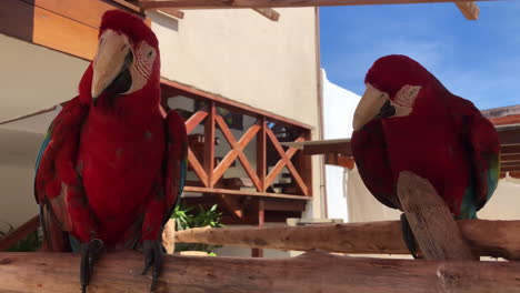 Two-red-scarlet-macaws-siting-in-shade-looking-at-a-zoo-without-cages-in-Brazil,-free-animals